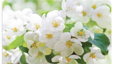 Мат на стол Flowers 43.5*28см &mdash; Posudio